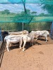 3 X MEATMASTER EWE (Per animal to take the lot)