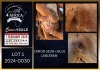 1 X BOER GOAT FLOCK ON COLOUR BUCK Karsten Boerbokke PTY LTD - 2