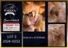 1 X BOER GOAT FLOCK ON TEAT BUCK Karsten Boerbokke PTY LTD - 2
