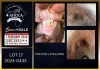 1 X BOER GOAT FLOCK ON TEAT BUCK Karsten Boerbokke PTY LTD - 2