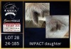 1 X BOER GOAT STUD DOE Karsten Boerbokke PTY LTD - 2