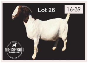 1 X BOERBOK/BOERGOAT - OOI/EWE