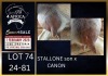 1+1 X BOER GOAT FLOCK DOE Karsten Boerbokke PTY LTD - 2