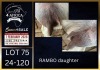 1+1 X BOER GOAT FLOCK DOE Karsten Boerbokke PTY LTD - 2