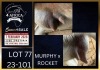 1+2 X BOER GOAT STUD DOE Karsten Boerbokke PTY LTD - 2