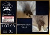1 X BOER GOAT FLOCK ON TEAT DOE Karsten Boerbokke PTY LTD - 2