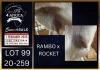 1 X BOER GOAT STUD DOE Karsten Boerbokke PTY LTD - 2