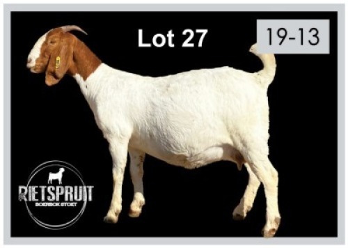 1+2 X BOERBOK/BOERGOAT - OOI MET LAM/EWE WITH LAMB