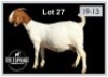 1+2 X BOERBOK/BOERGOAT - OOI MET LAM/EWE WITH LAMB