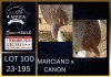 1+1 X BOER GOAT FLOCK DOE Karsten Boerbokke PTY LTD - 2