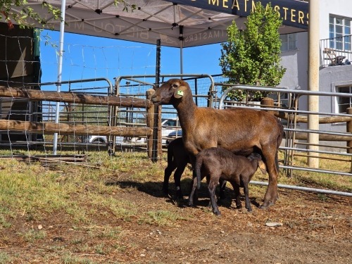 1+2X MEATMASTER EWE BIETOU MEATMASTERS (Pay per Animal to take all in lot)