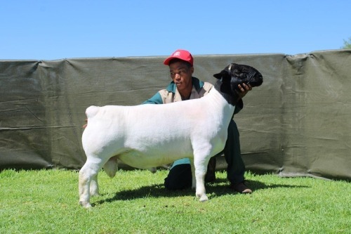 1 X DORPER T5 RAM ATKA STOET
