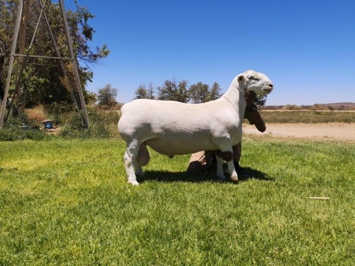 1 X WHITE DORPER T5 RAM ATKA STOET