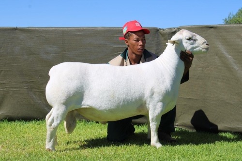 1 X WHITE DORPER T5 RAM ATKA STOET