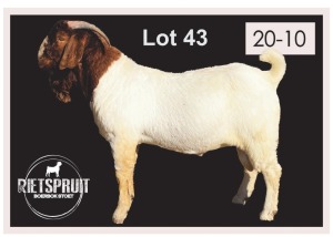 1 X BOERBOK/BOERGOAT - RAM