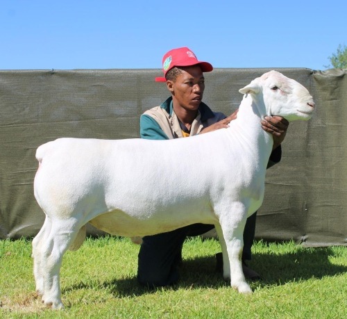 1 X WHITE DORPER T4 RAM ATKA STOET