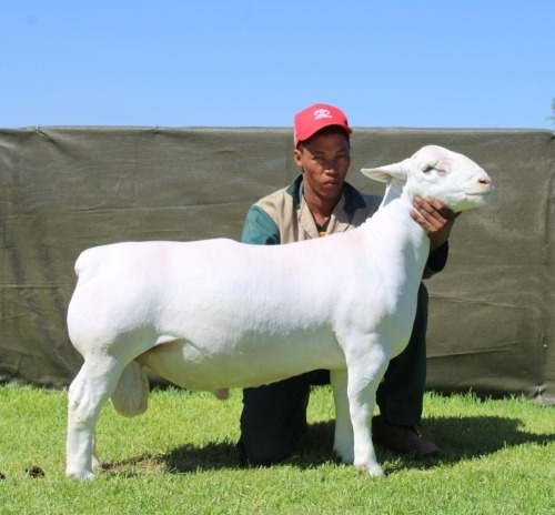 1 X WHITE DORPER T4 RAM ATKA STOET