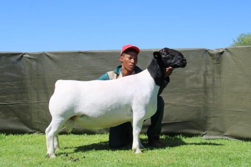 1 X DORPER T5 RAM ATKA STOET