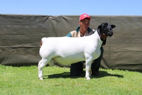 1 X DORPER T4 RAM ATKA STOET