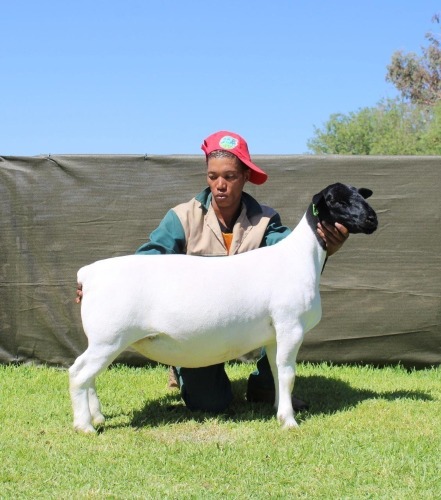 1 X DORPER T4 EWE ATKA STOET