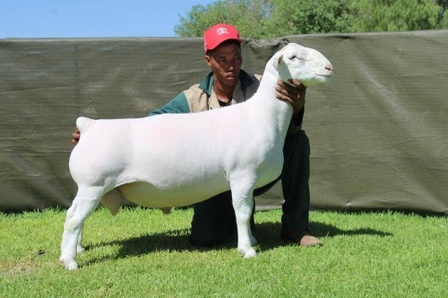 1 X WHITE DORPER T4 RAM ATKA STOET