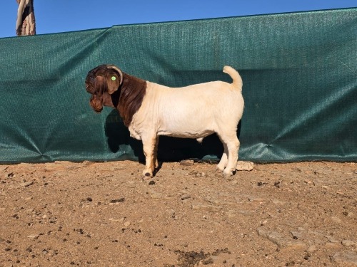 1 X BOER GOAT FLOCK RAM ATKA STOET