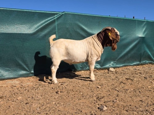 1 X BOER GOAT FLOCK RAM ATKA STOET