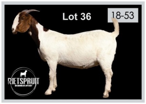 1 X BOERBOK/BOERGOAT - OOI/EWE