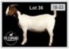 1 X BOERBOK/BOERGOAT - OOI/EWE