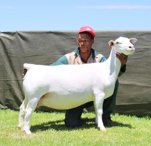 1+1 X WHITE DORPER T5 EWE ATKA STOET