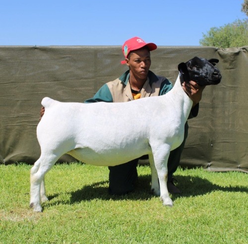 1 X DORPER T5 EWE ATKA STOET