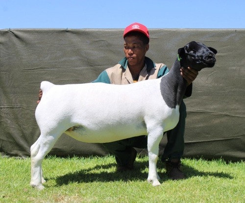 1 X DORPER T5 EWE ATKA STOET