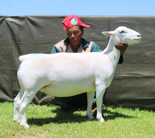 1 X WHITE DORPER T5 EWE ATKA STOET