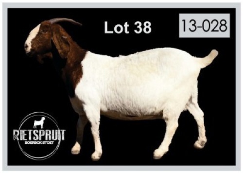 1 X BOERBOK/BOERGOAT - OOI/EWE