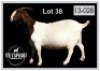 1 X BOERBOK/BOERGOAT - OOI/EWE
