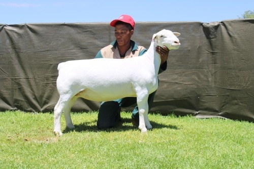 1 X WHITE DORPER T5 EWE ATKA STOET