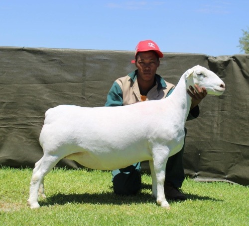 1 X WHITE DORPER T5 EWE ATKA STOET