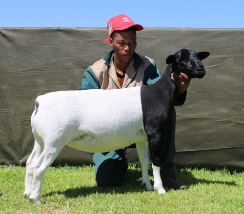 1 X DORPER T3 EWE ATKA STOET