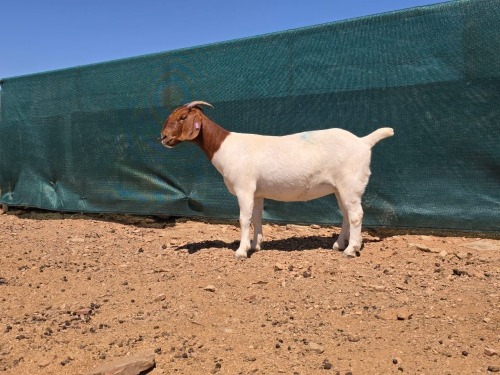 1 X BOER GOAT FLOCK EWE ATKA STOET