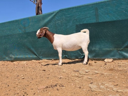 1 X BOER GOAT STUD EWE ATKA STOET