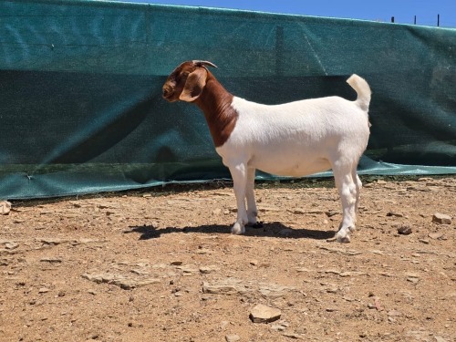 1 X BOER GOAT FLOCK EWE ATKA STOET
