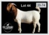 1 X BOERBOK/BOERGOAT - RAM