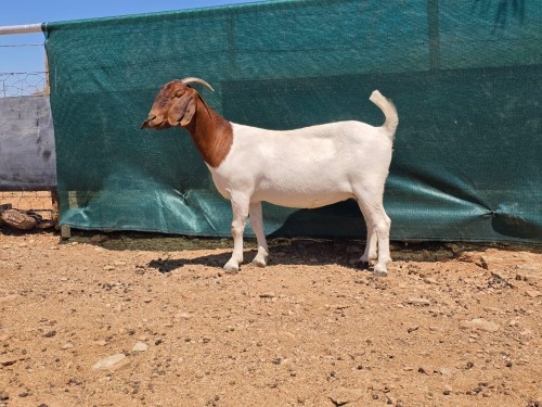 1 X BOER GOAT FLOCK EWE ATKA STOET