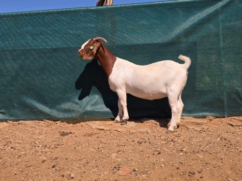 1 X BOER GOAT FLOCK EWE ATKA STOET