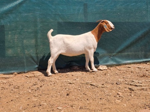 1 X BOER GOAT FLOCK EWE ATKA STOET