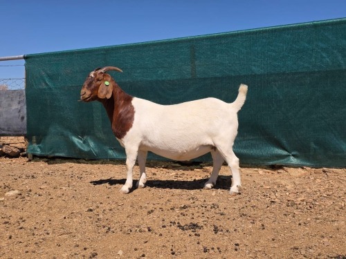 1 X BOER GOAT FLOCK EWE ATKA STOET