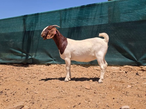 1 X BOER GOAT FLOCK EWE ATKA STOET