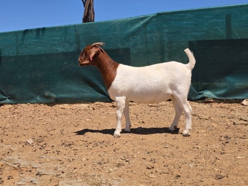 1 X BOER GOAT FLOCK EWE ATKA STOET