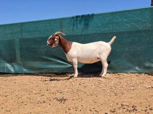 1 X BOER GOAT FLOCK EWE ATKA STOET