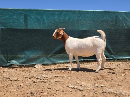1 X BOER GOAT FLOCK EWE ATKA STOET